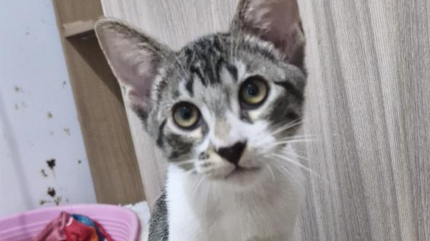 Conheça nossos felinos.