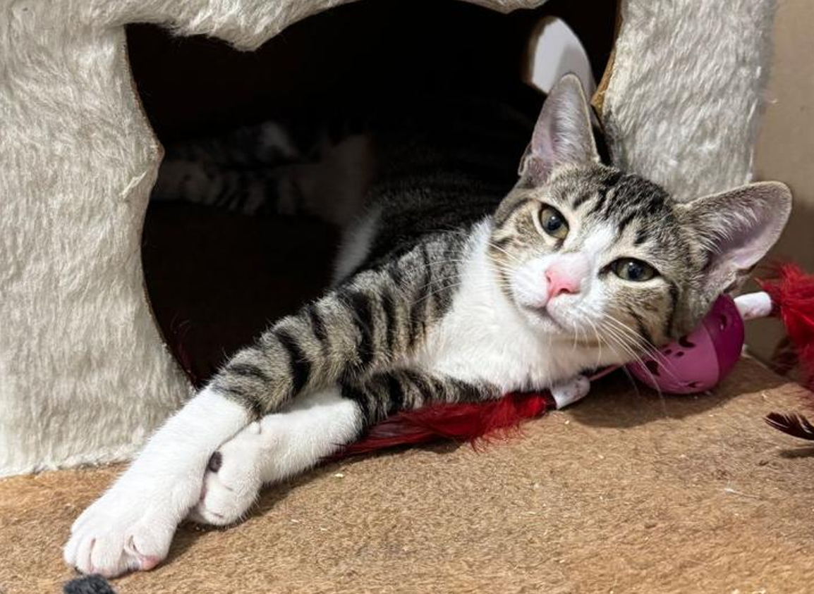 Conheça nossos felinos.