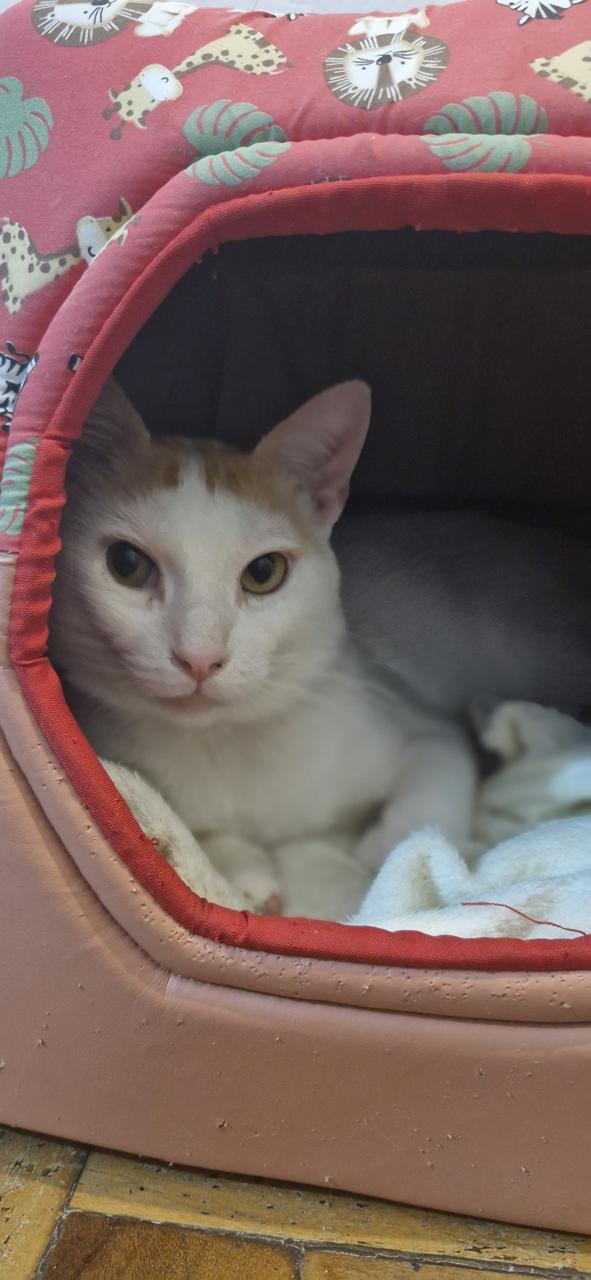 Conheça nossos felinos.