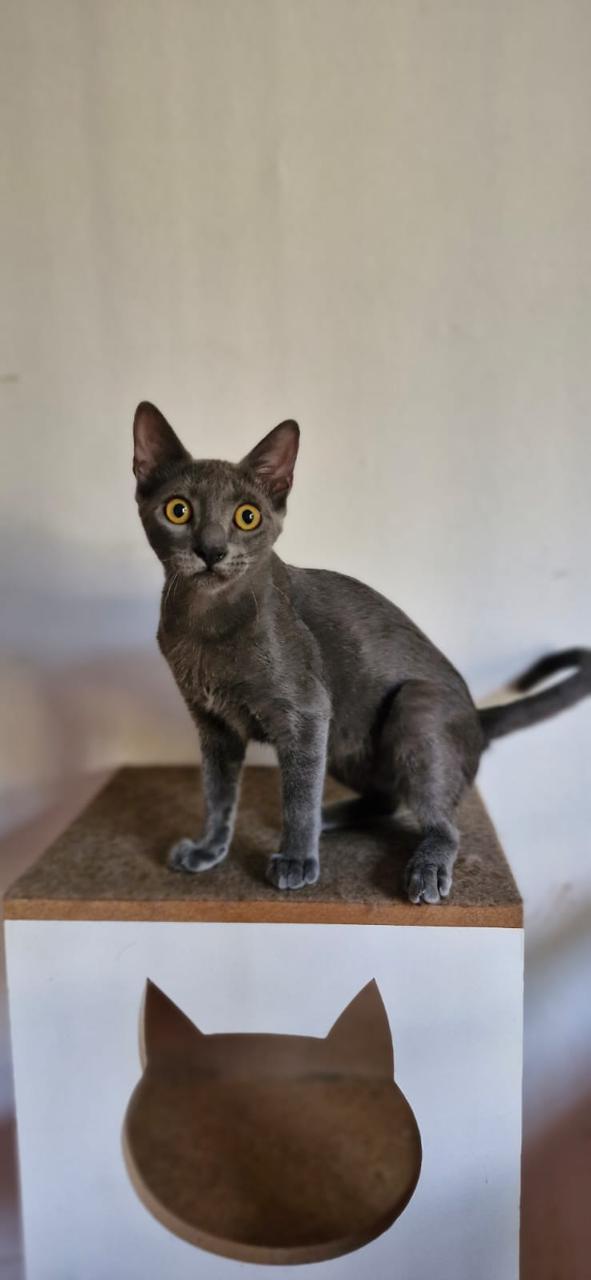 Conheça nossos felinos.