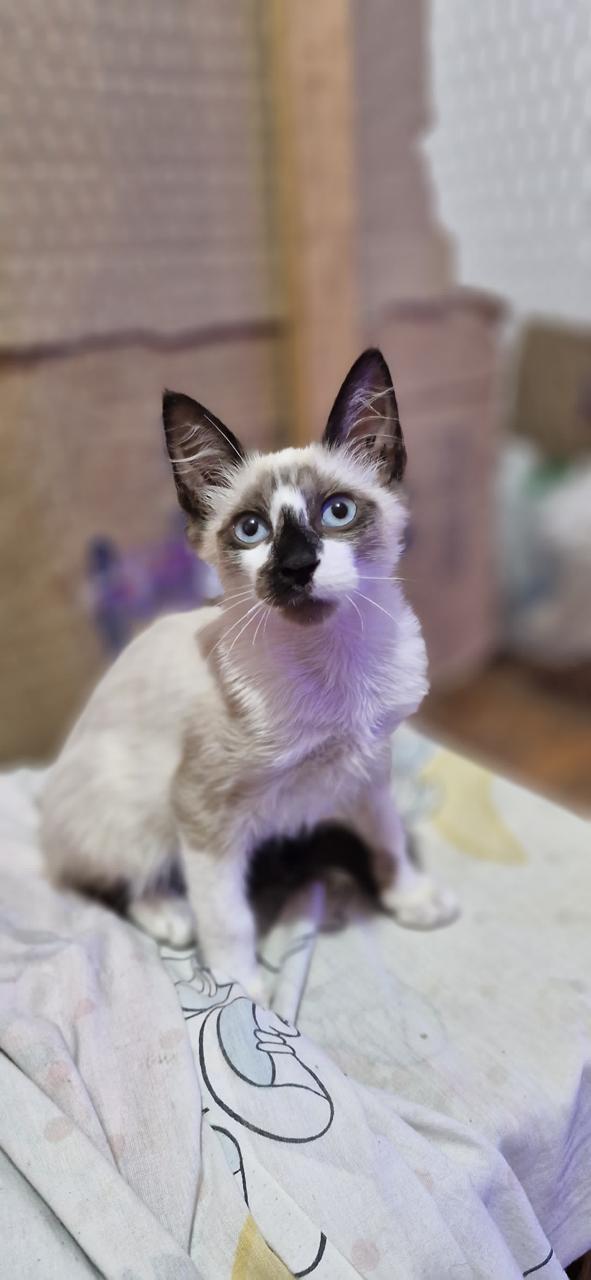 Conheça nossos felinos.