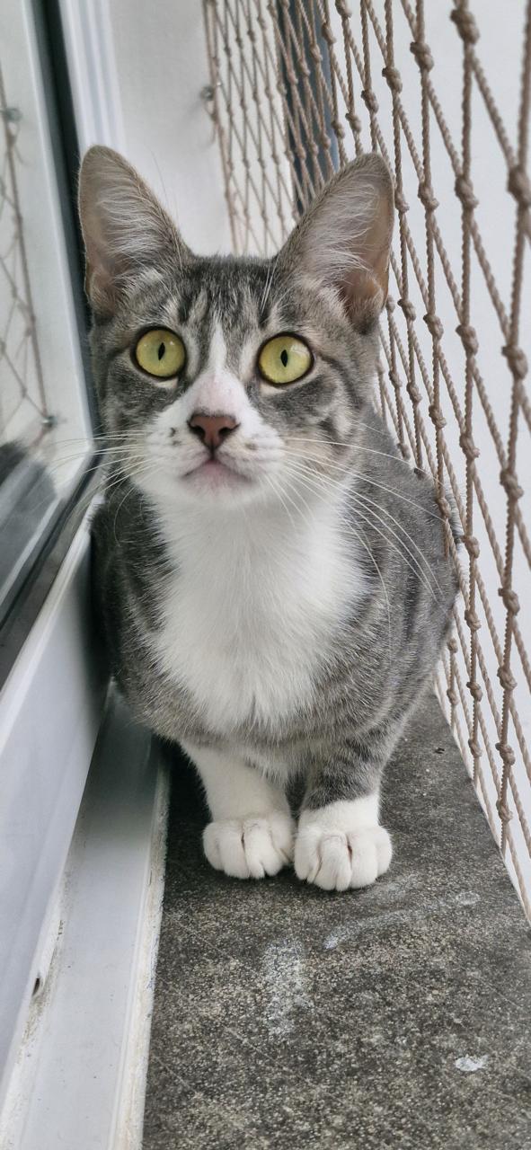 Conheça nossos felinos.