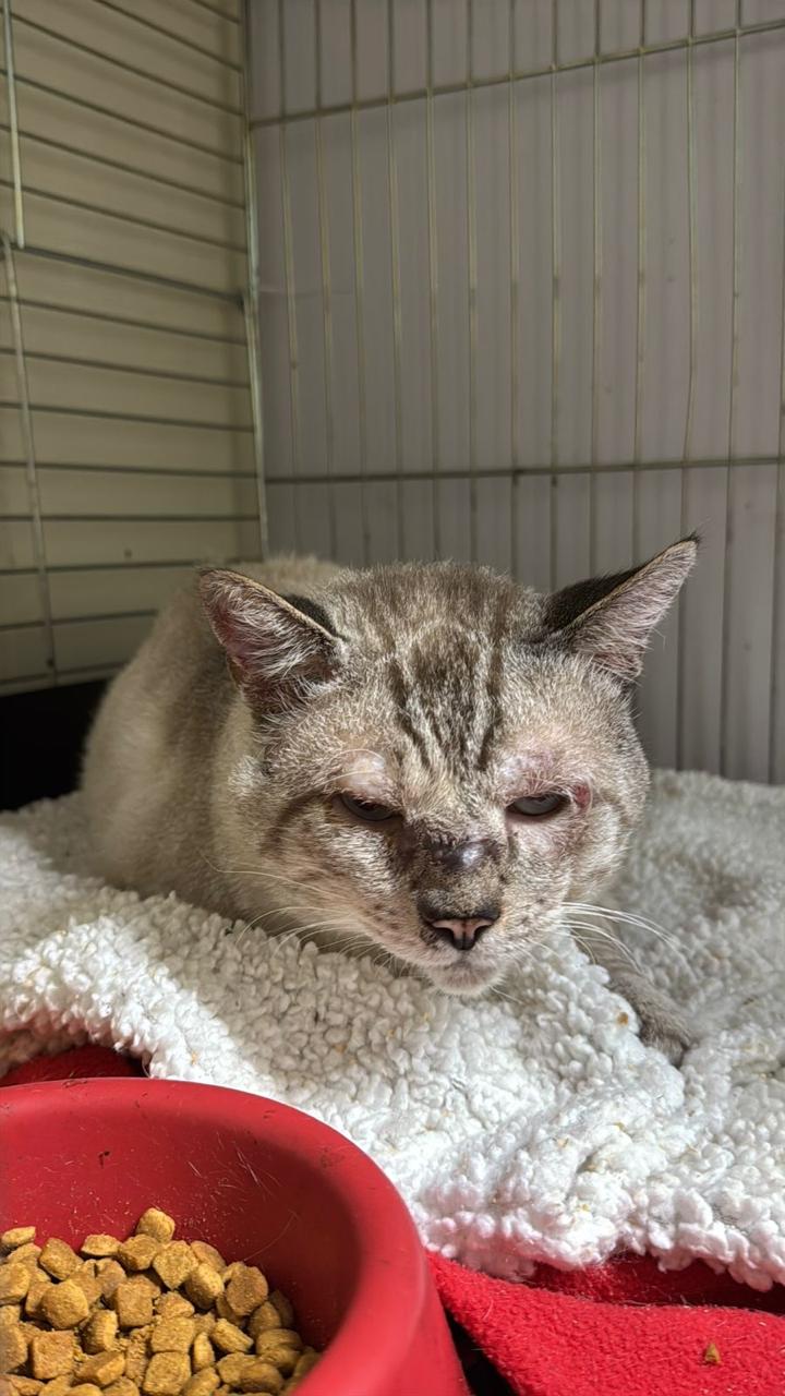 Conheça nossos felinos.